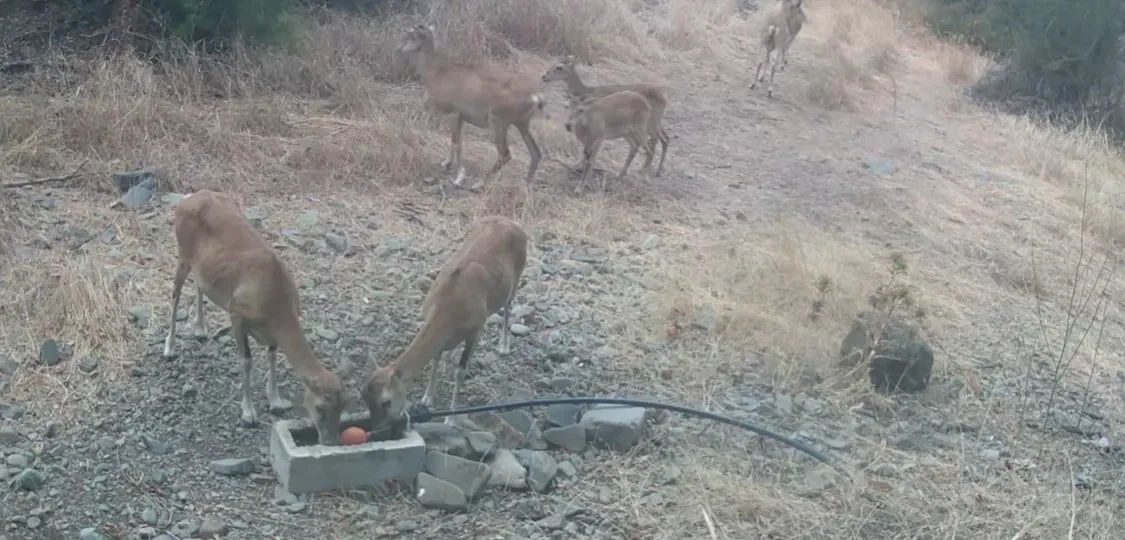 Επτά κυπριακά αγρινά καταγράφηκαν σε ποτίστρα με σπάνια δίδυμα μικρά