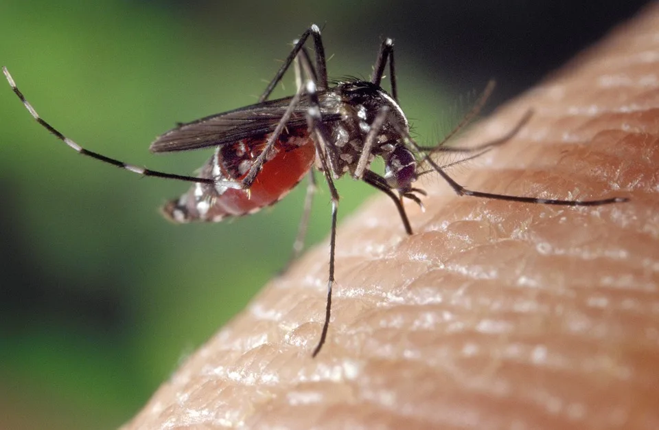 Cyprus records four confirmed West Nile virus cases this summer