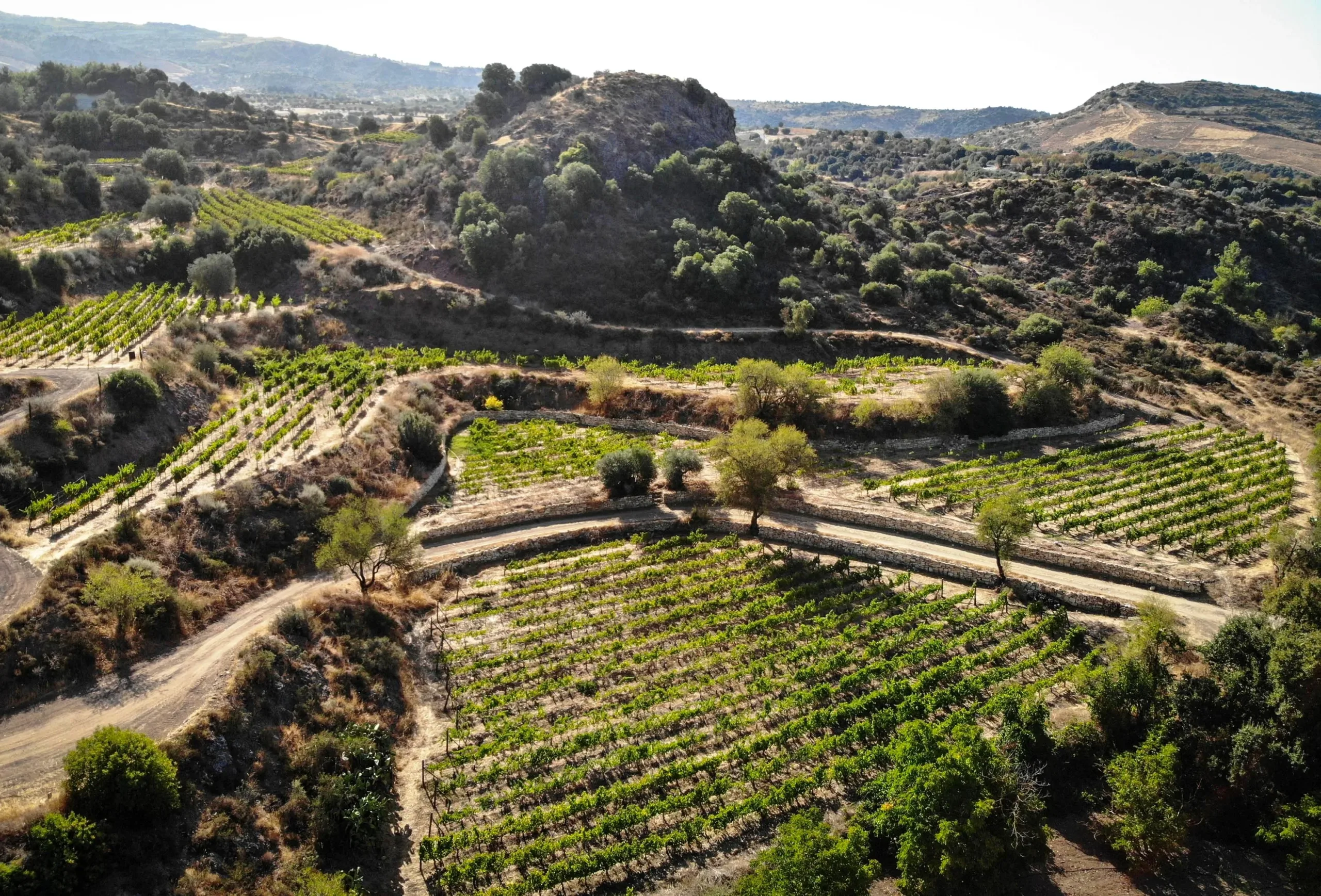 Government pledges support for Cyprus wine sector amid climate and cost pressures