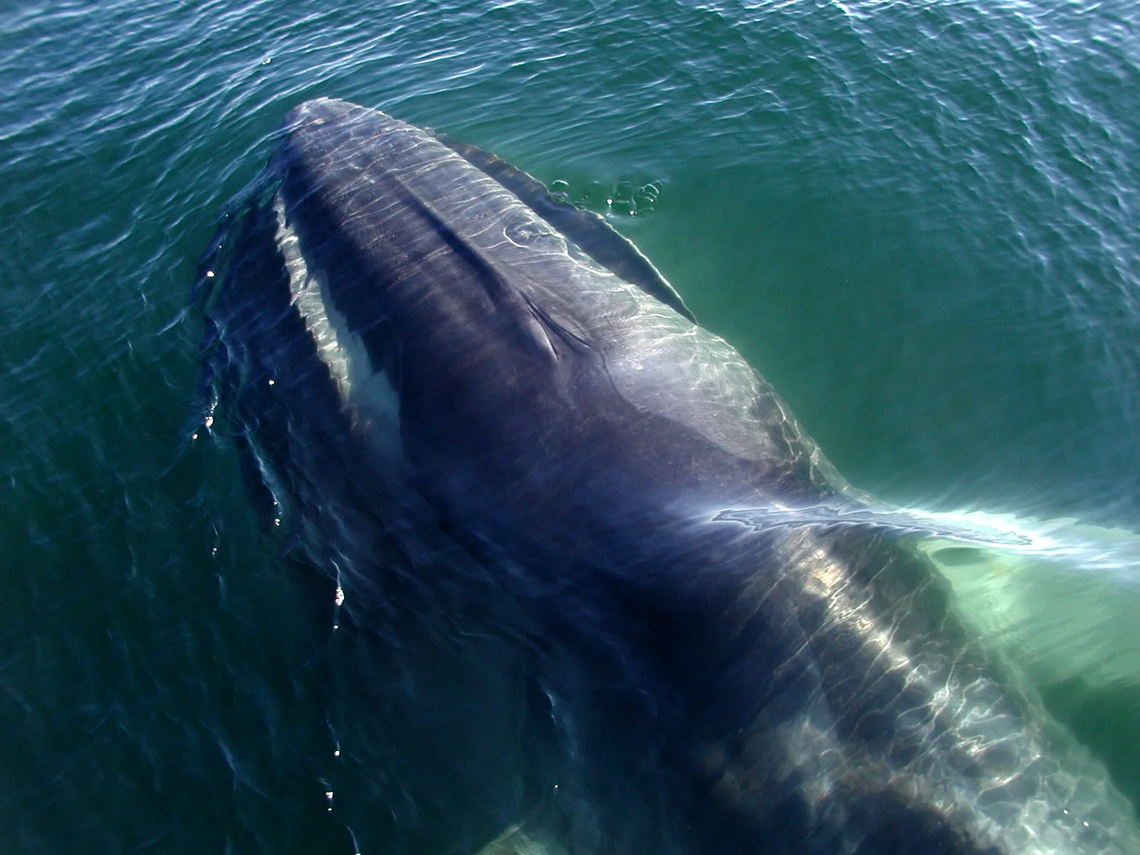 Iceland to submit bill for permanent ban on commercial whaling