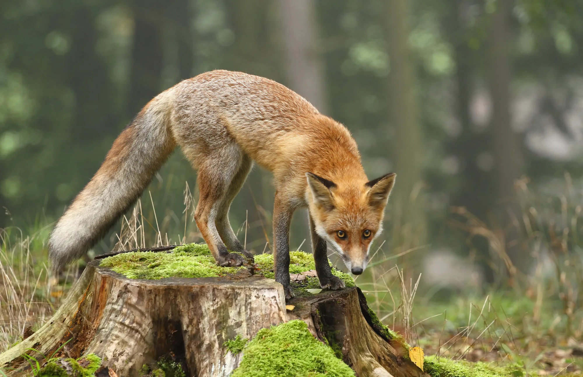 Fox, hare and pheasant populations rise in annual census