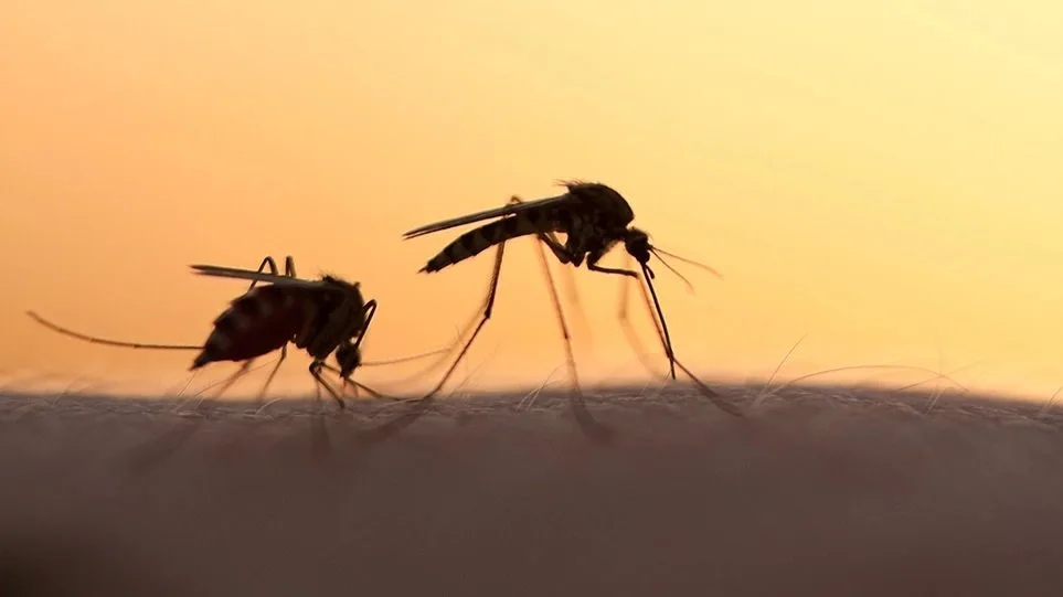 West Nile virus cases in Cyprus rise to six