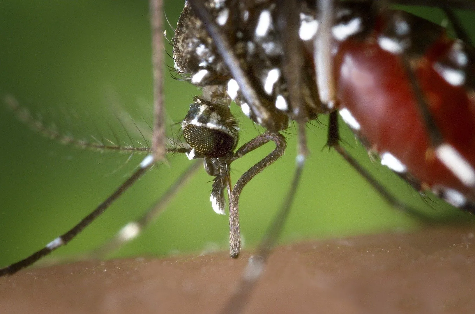 Six West Nile virus cases confirmed in Cyprus, one death reported
