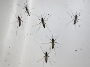 Ένας θάνατος, 14 κρούσματα του ιού του Δυτικού Νείλου καταγράφηκαν στην Κύπρο