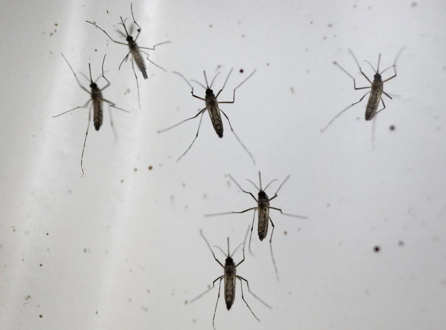 One death, 14 West Nile virus cases recorded in Cyprus