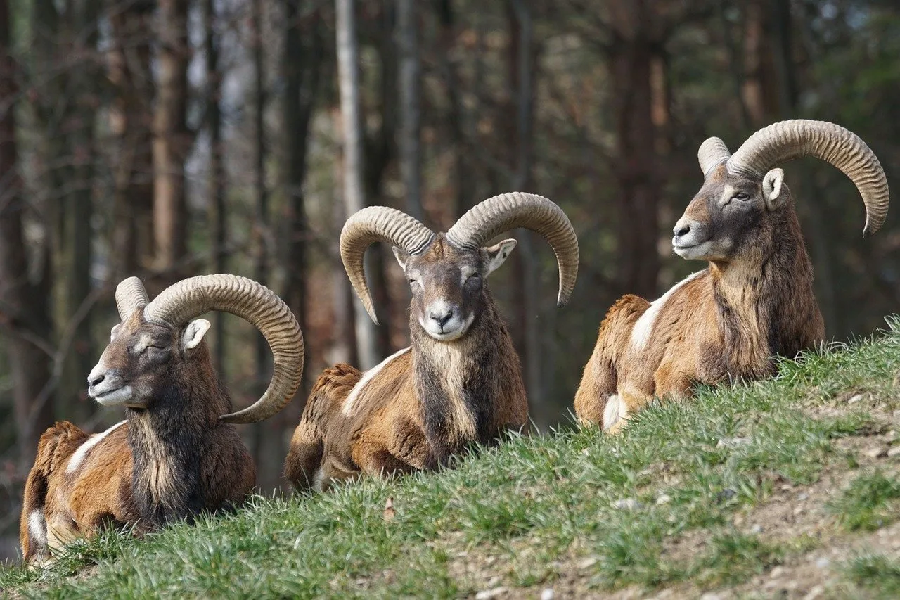 Male mouflon clashes increase ahead of Cyprus mating season