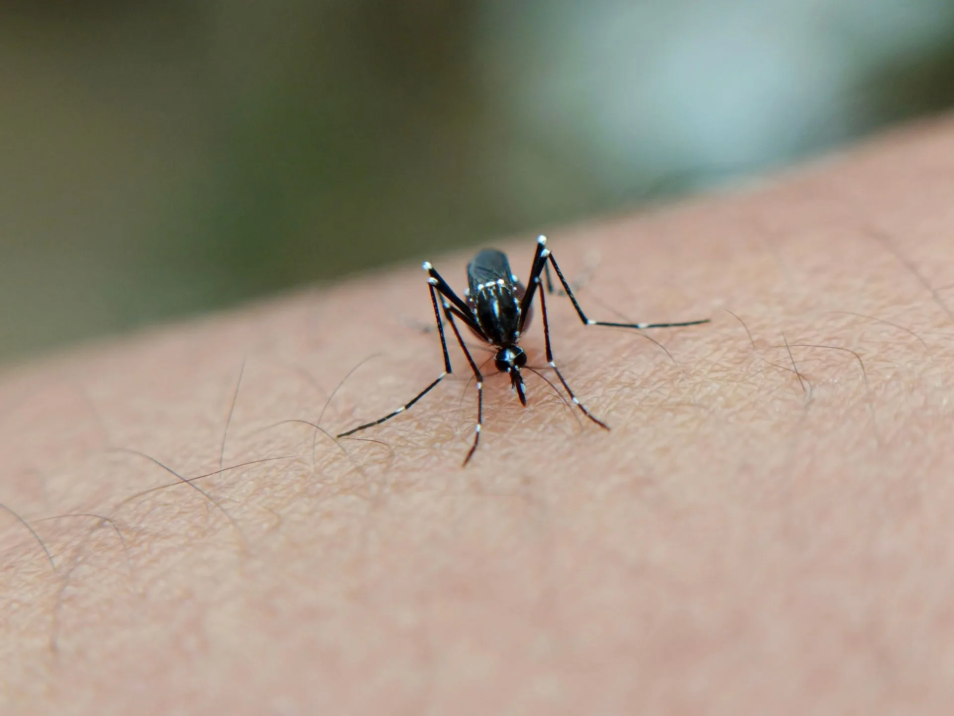 Mosquito numbers rise in Cyprus as 14 West Nile virus cases recorded