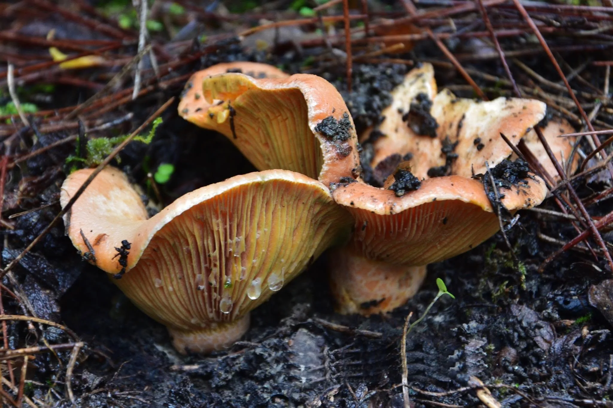 Forestry department urges care as wild mushroom season begins