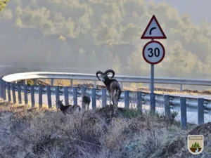 Forestry department completes €52,000 project to protect Cyprus mouflon