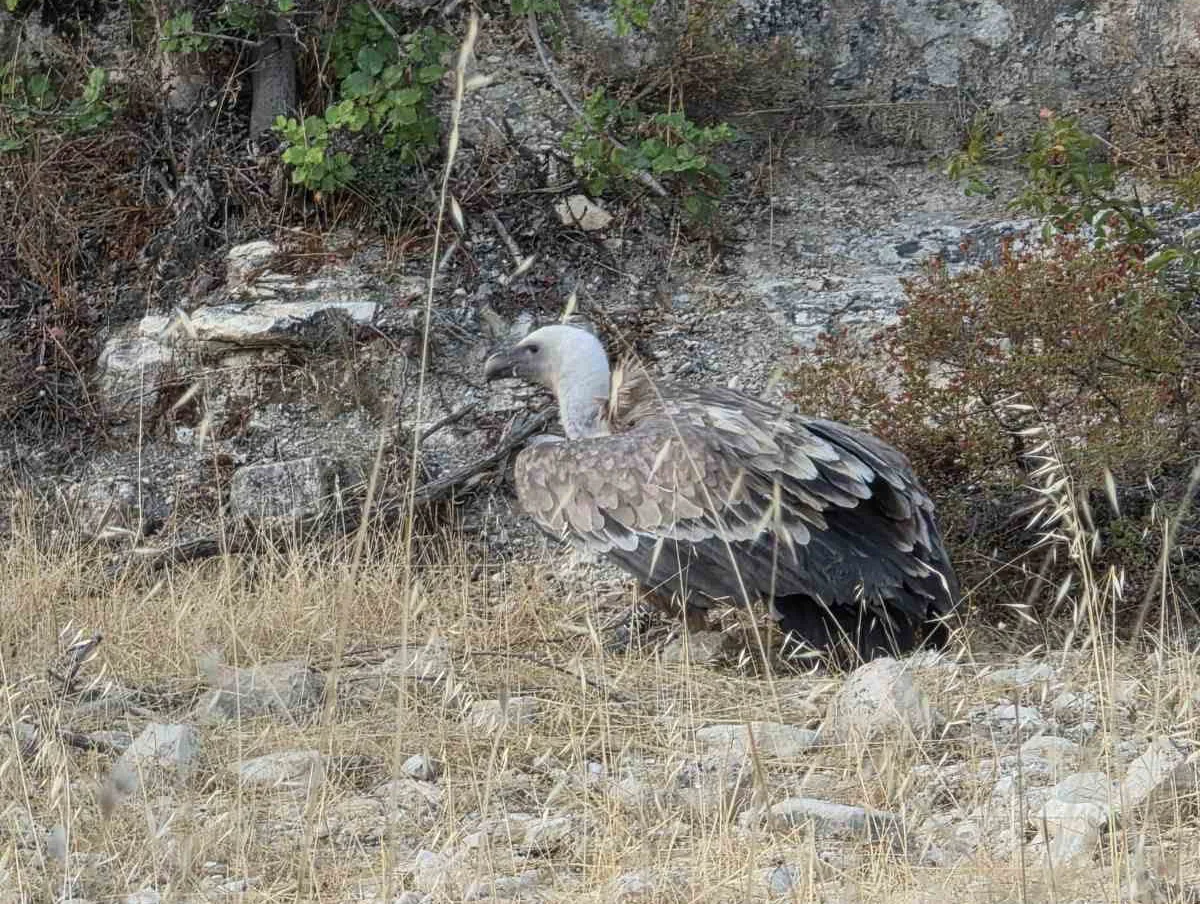 Six vultures killed near electricity poles in Korfi despite earlier risk warnings