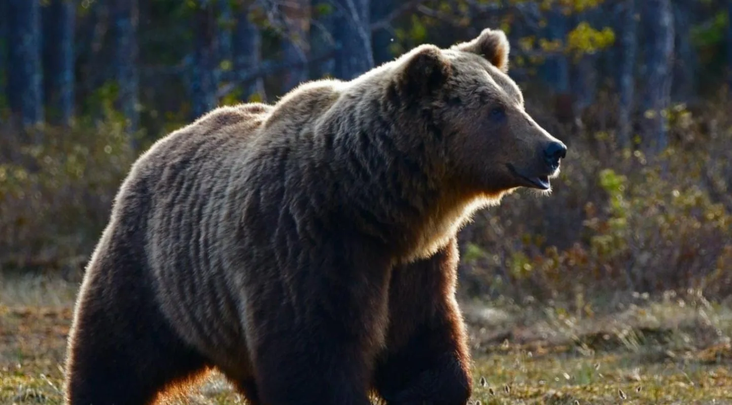 Bear safely returned to enclosure after escape at Melios Zoo