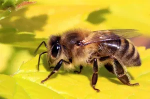 Customs warns of bee parasite risk and urges public not to bring bees from north