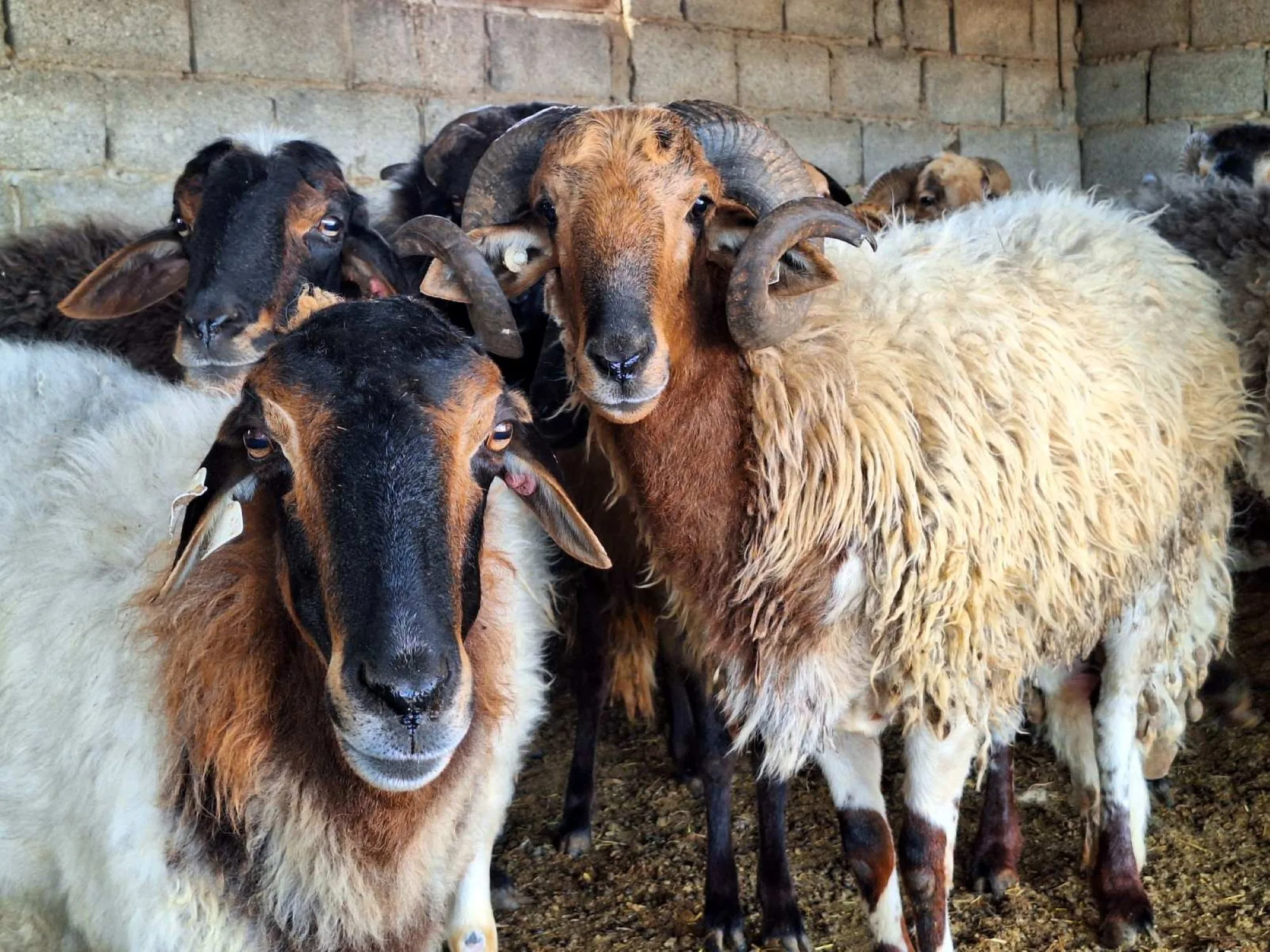 Another 2,000 livestock animals to be culled over foot-and-mouth disease