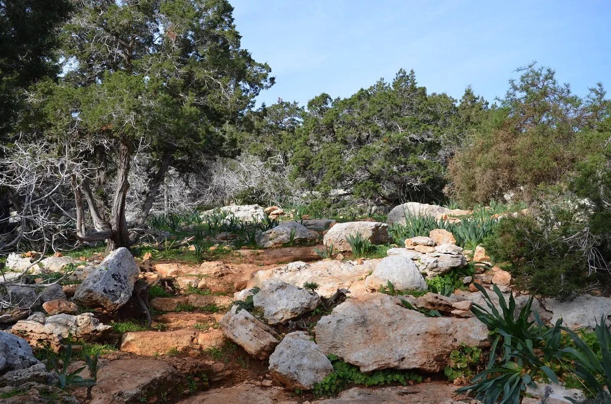 Birdlife says Akamas audit report reinforces environmental groups’ warnings