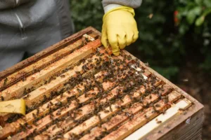 Free beekeeping training in Cyprus to begin on October 17