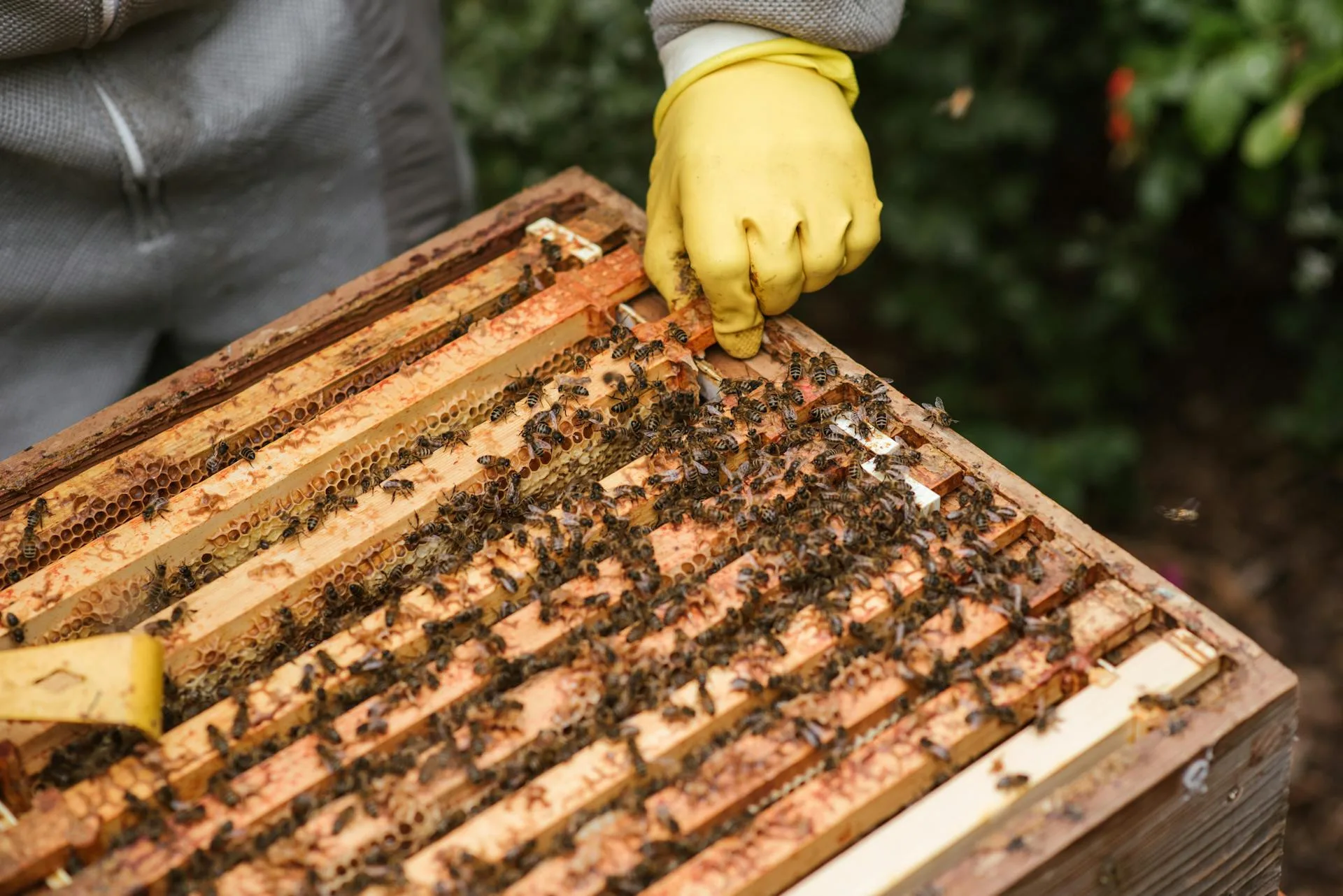 Free beekeeping training in Cyprus to begin on October 17
