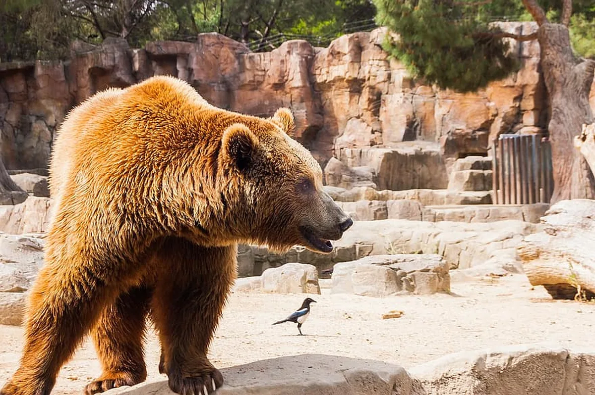 Animal welfare commissioner urges enforcement of court rulings against Melios Zoo