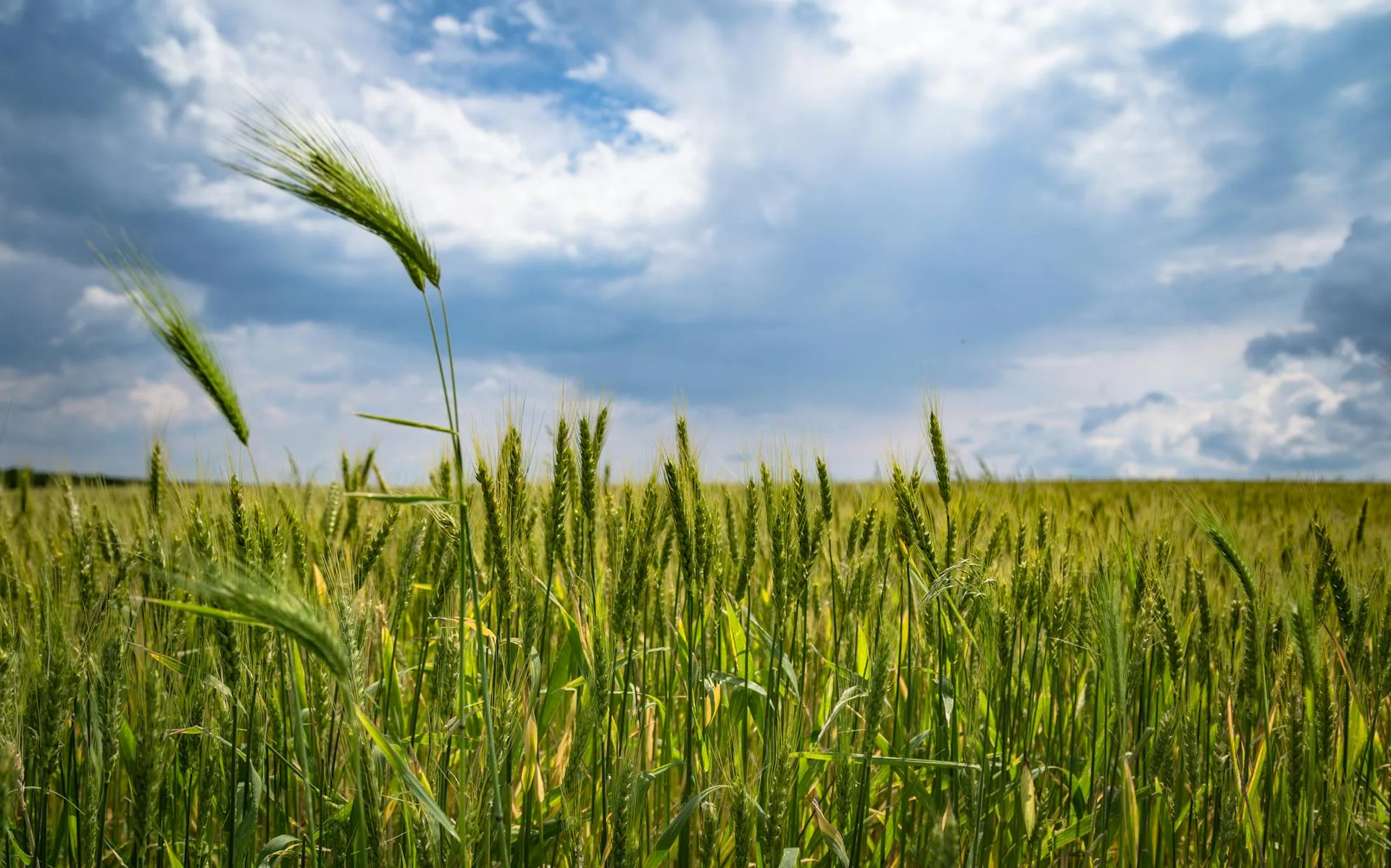 Cyprus farming groups welcome rainfall as no significant damage reported