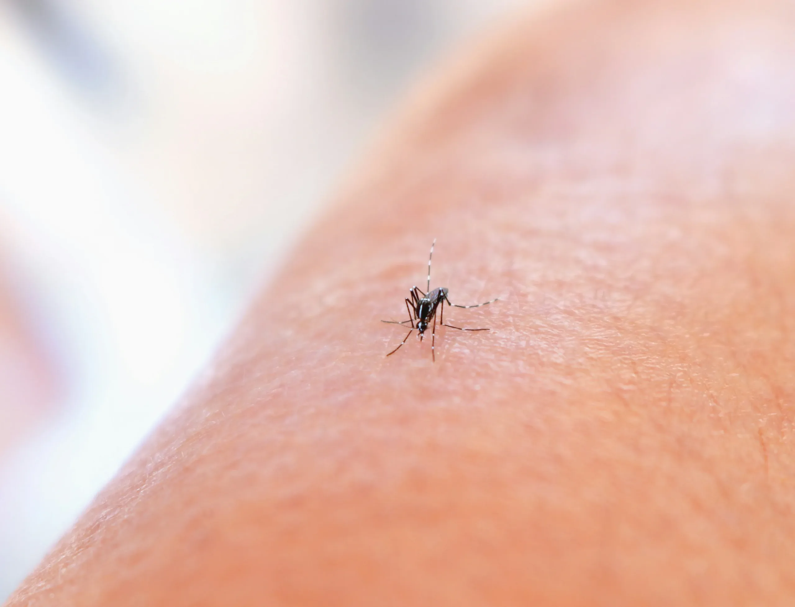 Why mosquitoes bite some people more often and how standing water helps them thrive in Cyprus