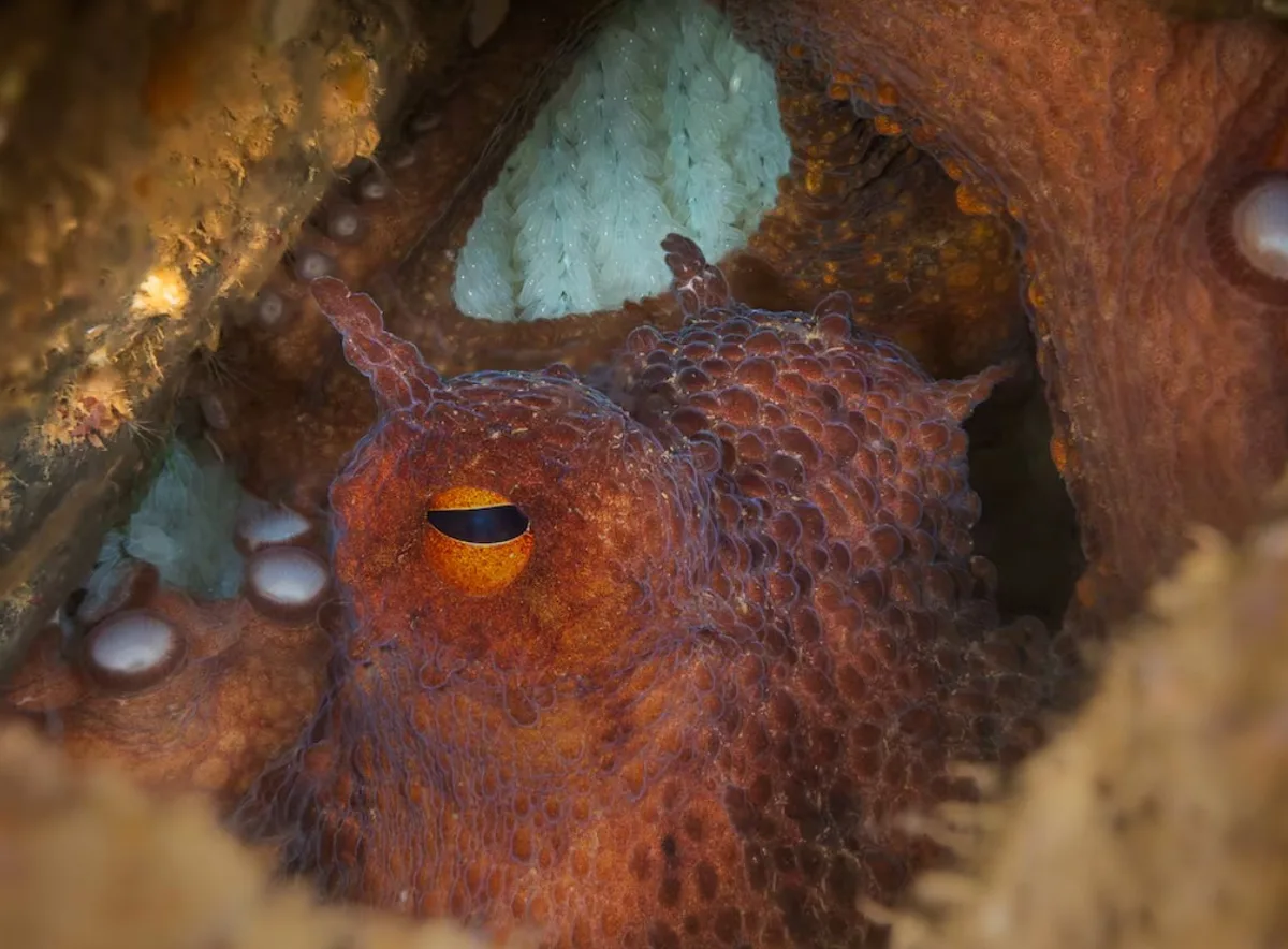 Octopus boom brings British fishermen new income and shellfish losses