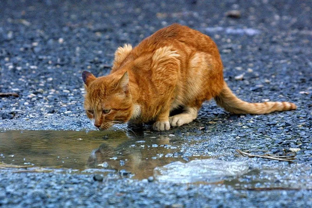Animal Party seeks donations to neuter 60 to 70 cats at central prisons
