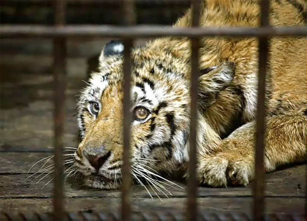 Yorkshire Wildlife Park сообщил о серьёзном инциденте в вольере тигра
